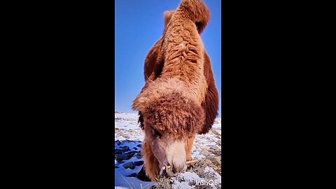 camel eating cactus asmr