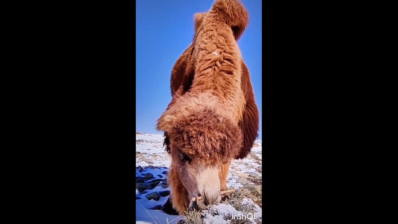 camel eating cactus asmr