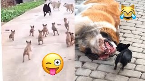 Funny 😂 Cats And Dogs 🐶