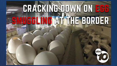 Border officials warn travelers to stop egg smuggling attempts