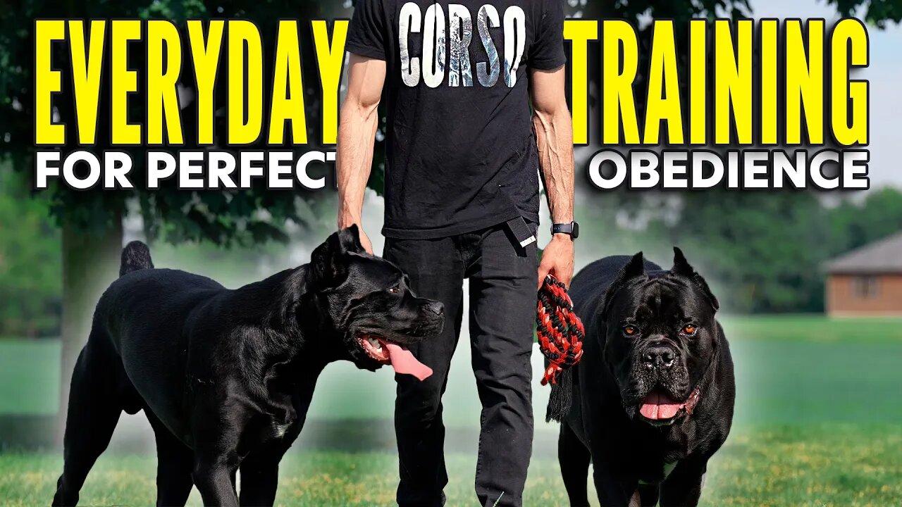 Cane Corso Obedience Training