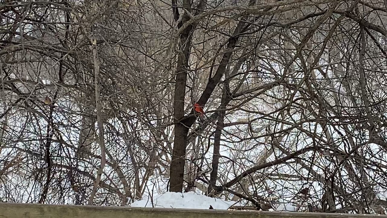 Beautiful male and female Cardinals