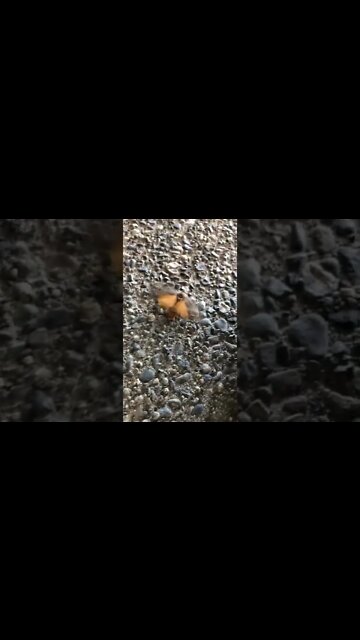 Mothman III on a wing and a prayer