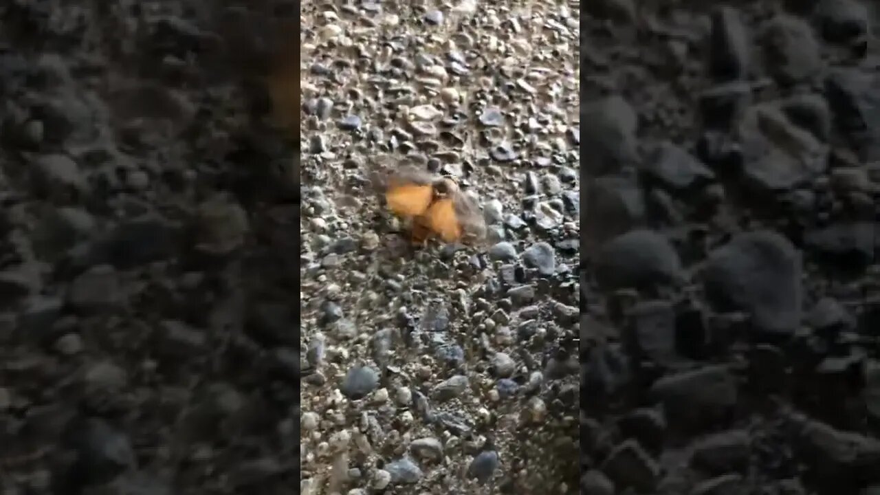 Mothman III on a wing and a prayer