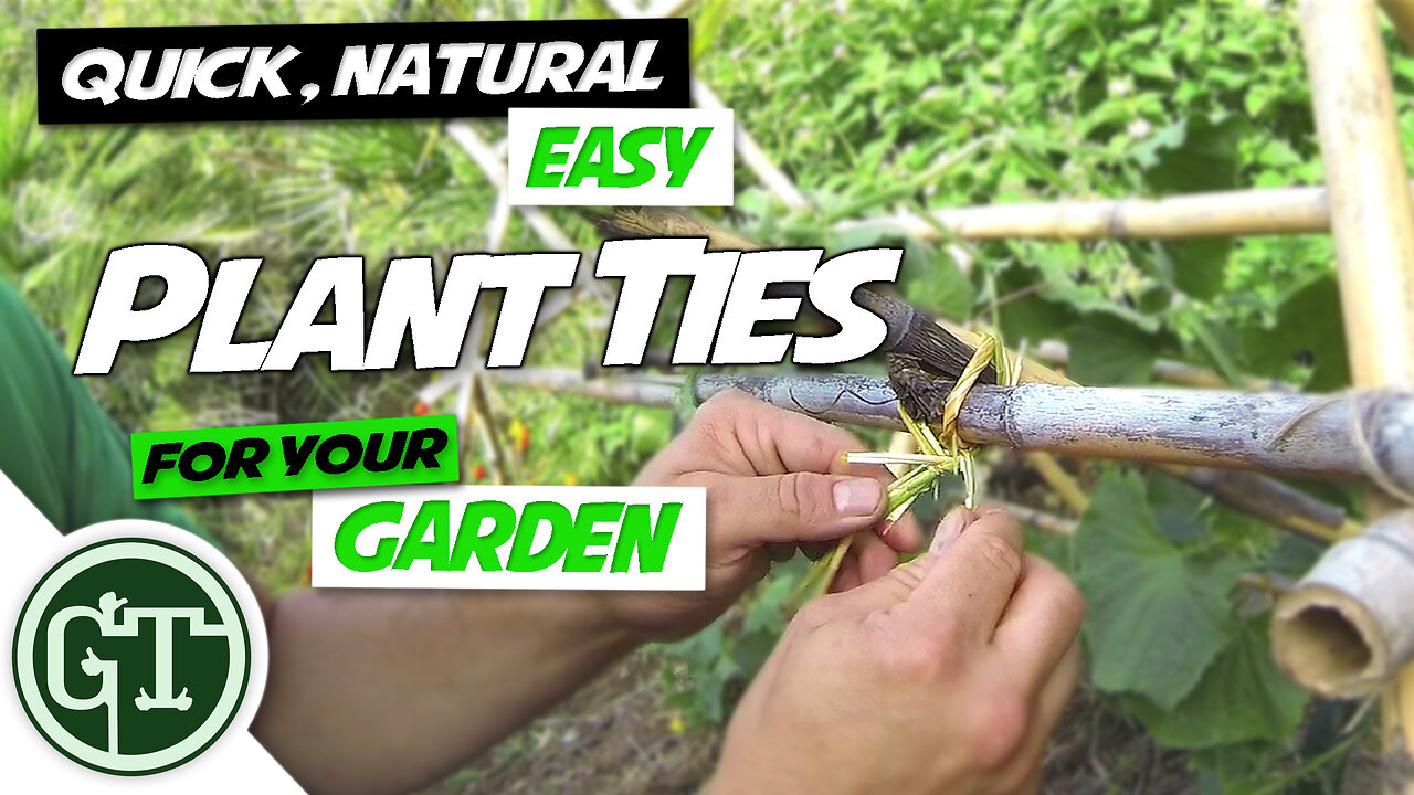 Quick, Natural & Easy Plant Ties for Your Garden - Tying Cucumber Vine