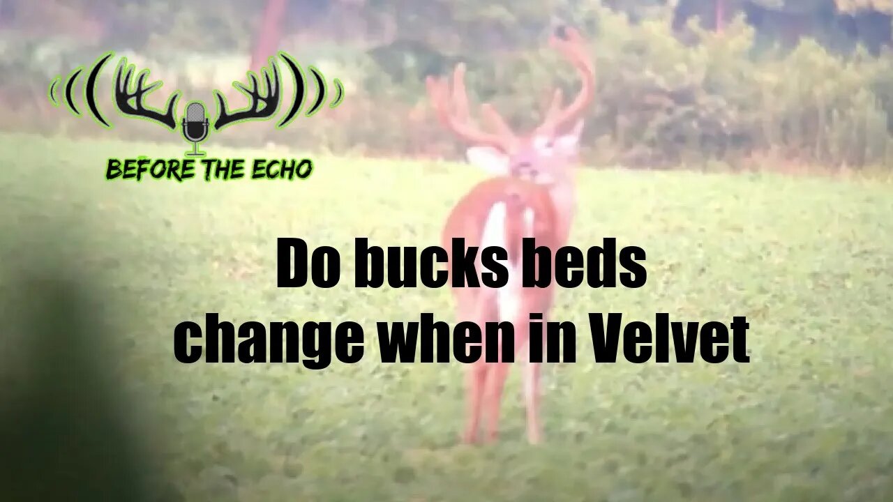 Do bucks change bedding when in Velvet?