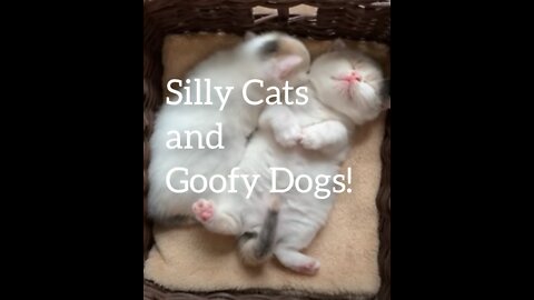 Silly Cats and Goofy Dogs!