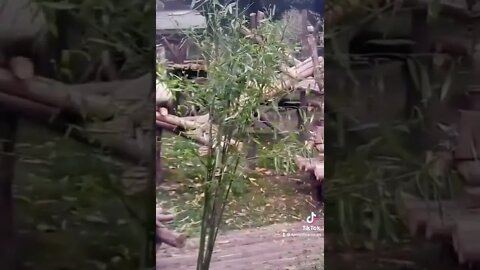 Hit 👍🔔 & SUBSCRIBE for more 🌈🦄🍄🍡🍭🍬🎡🎨🎪#panda#funny.