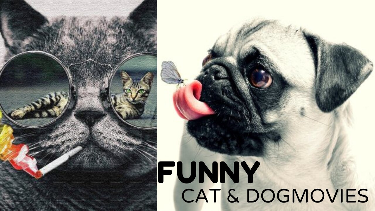 Funny Dog And Cat Videos