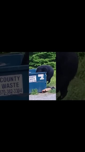 Joey- Bear making a mess