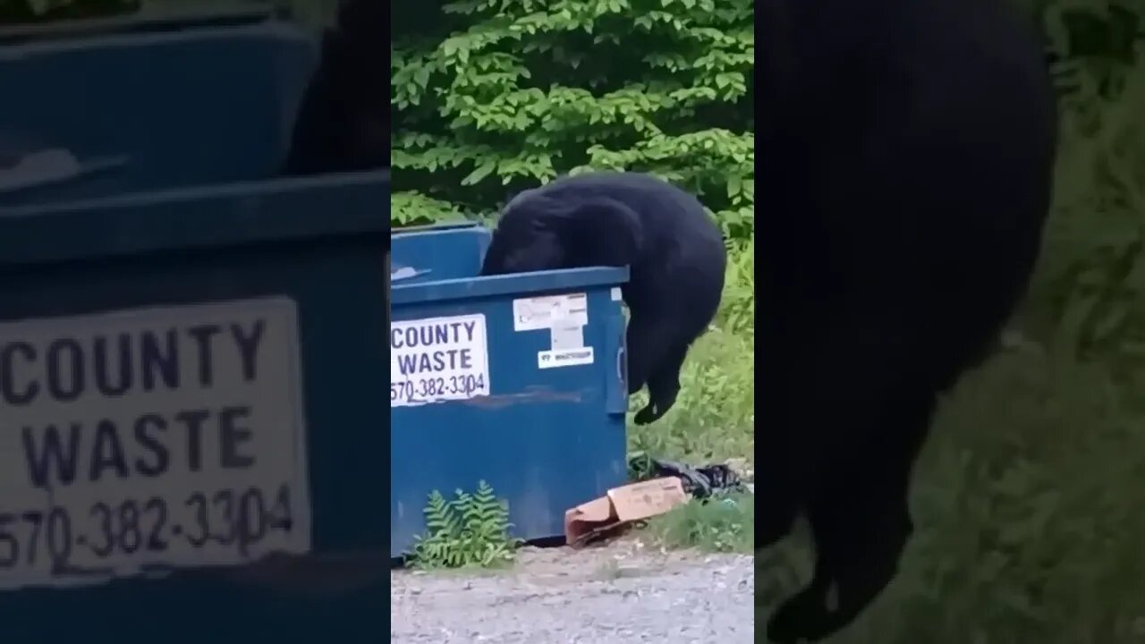 Joey- Bear making a mess