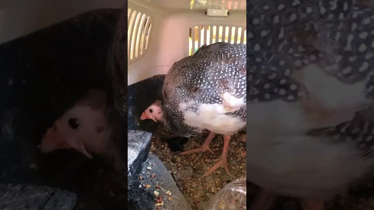 Baby guinea fowl scratching in her confined environment while she recovers from broken wing