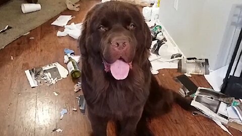 Massive Newfoundland feels no guilt after creating huge mess