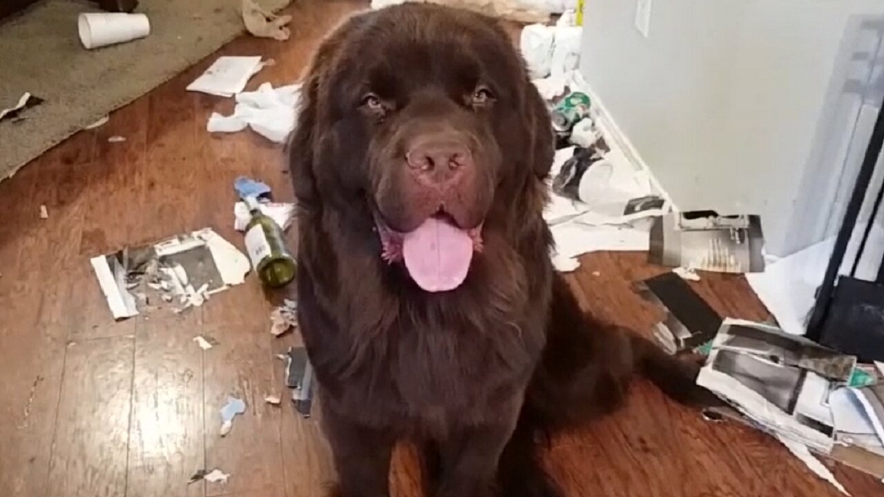 Massive Newfoundland feels no guilt after creating huge mess