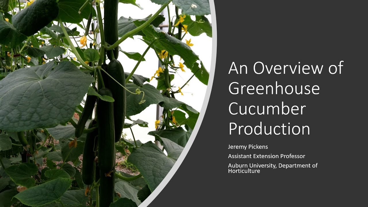 An Overview of Cucumbers Grown in Hydroponic Systems