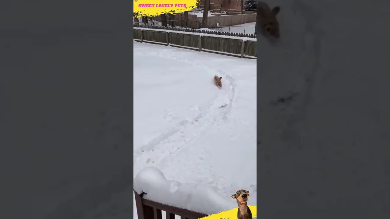 😃 Fantastic 🐕 Dog Snow Race! #Shorts