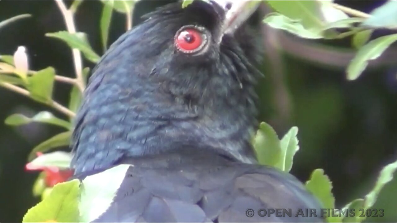 AUSTRALIAN WILDLIFE - UNUSUAL BIRDCALLS; FROG BEING CHASED