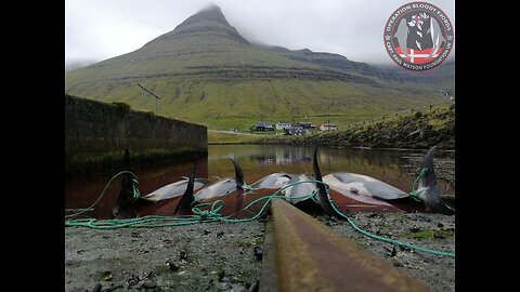 Faroe Islands: A Family of white sided dolphins terrorized for hours and killed