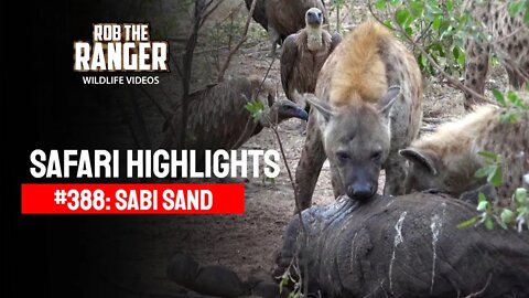 Safari Highlights #388: 01 - 05 January 2016 | Sabi Sand Nature Reserve | Latest Wildlife Sightings