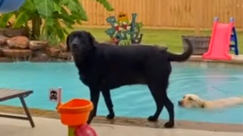 Naughty dogs jump into pool after being told NO