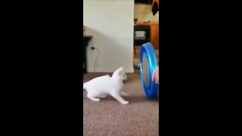 Cat Keeps eyes on the ball
