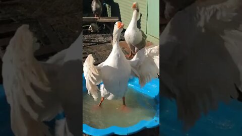 Edwin the Goose Splashes in his Bath!