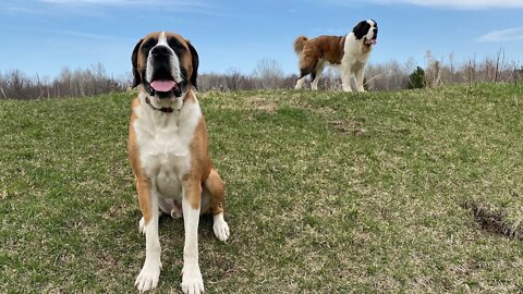 Walter has one pace. We call it “Bear speed”.