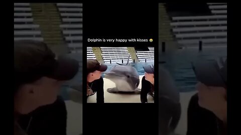 Dolphins always love humans