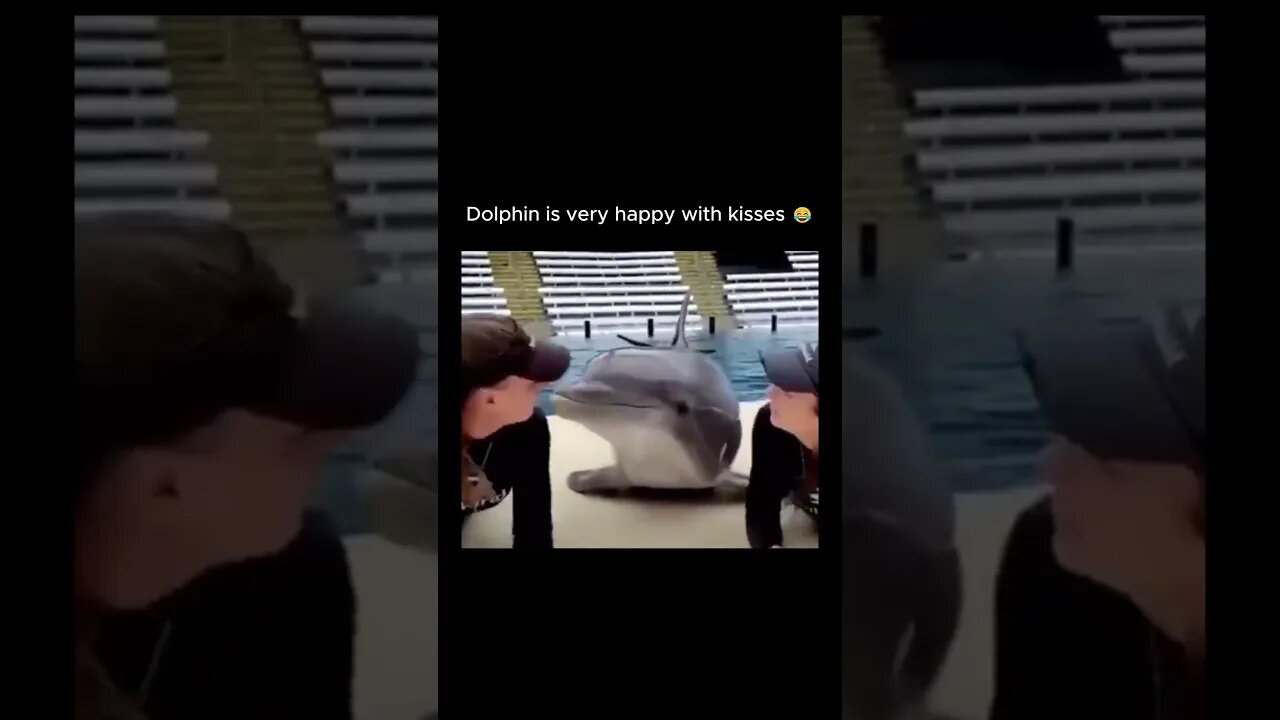 Dolphins always love humans