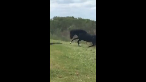 Horse Kicking Crocodile