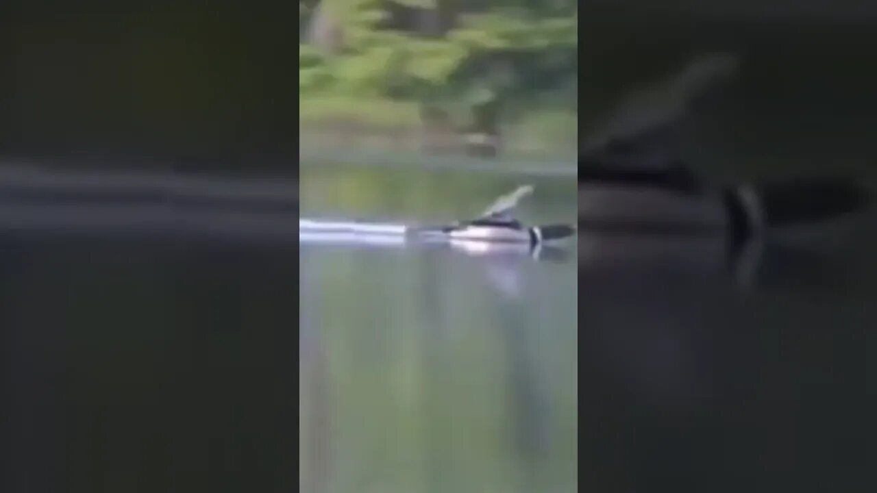 The graceful landing of a loon on a lake