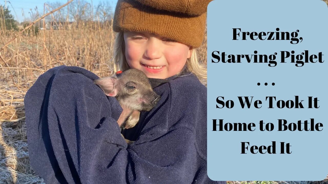 Piglets, Bottle Feeding, and Adoption - A Story of Family