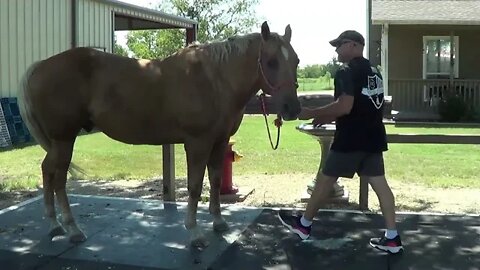 Doing Buddy's Feet - Part 2 of 2 - Horse Hoof Care, Chips & Cracks - Farrier Tips