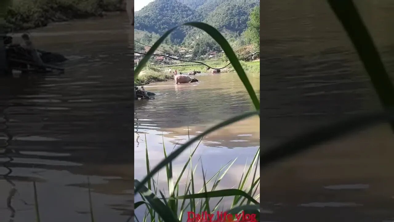 people's buffalo bathing