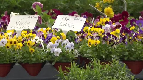 Nursery workers take steps to protect plants from cold weather