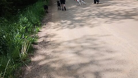 Bandit Clarabelle and the gang