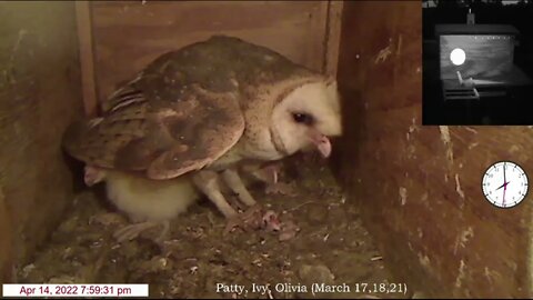 Three little Owlets had food put out for them and they waited for Syd to come home. 4-15-22