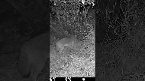 Fox!