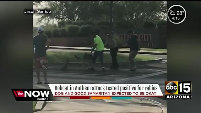 Bobcat that attacked man, dog had rabies