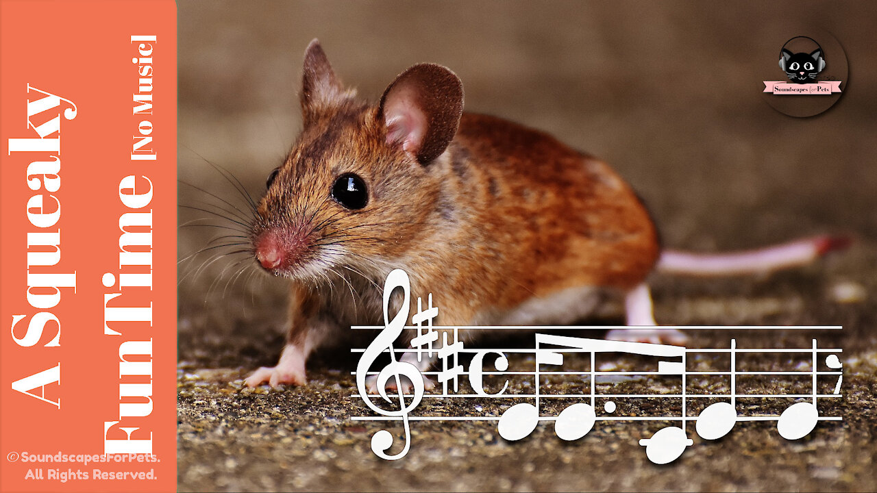 A Squeaky FunTime For All Your Pets ♫ - A MOUSE VIDEO! [No Music!] - By Soundscapes For Pets