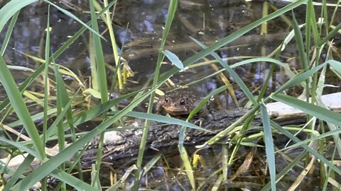 Frog mating call in action