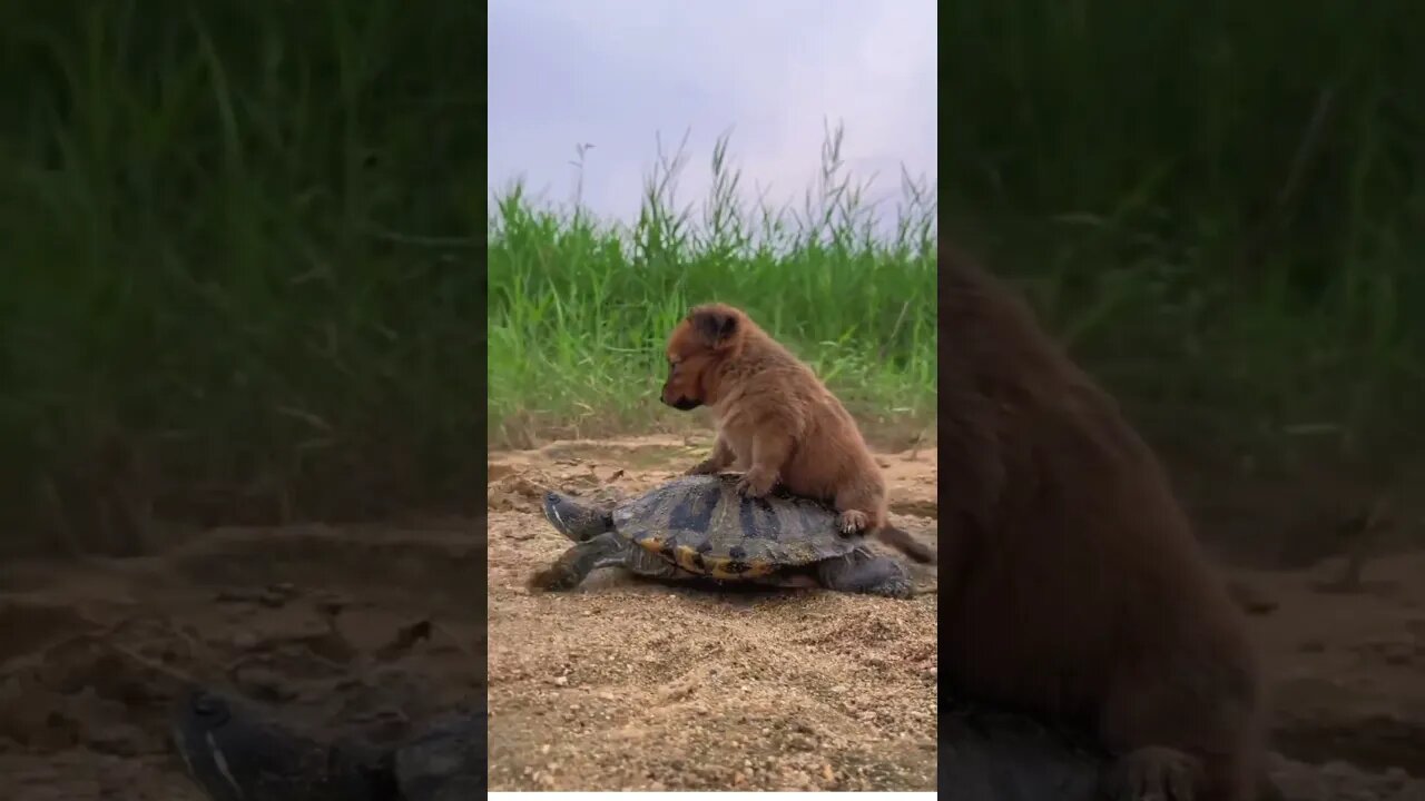 🤩🛑Go green with us🚏 #shorts #animallover #animalfunny