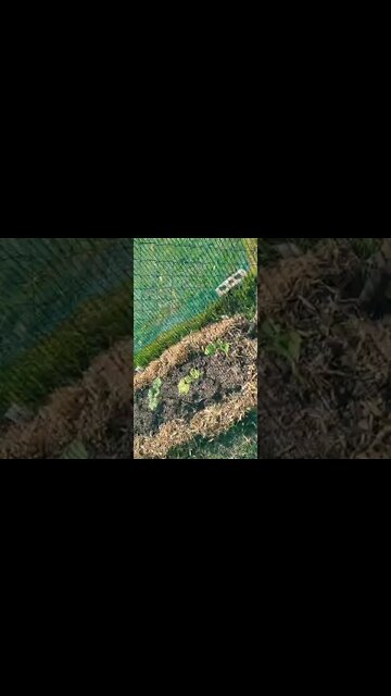 Shade Squash from Summer Sun