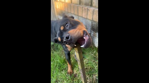 “Chewy stick😂”
