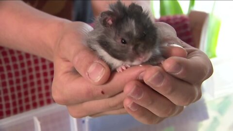 15-year-old with autism starts nonprofit to help hamsters