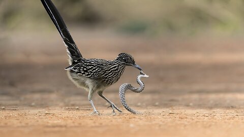 Rattlesnake Fight With Roadrunner Bird