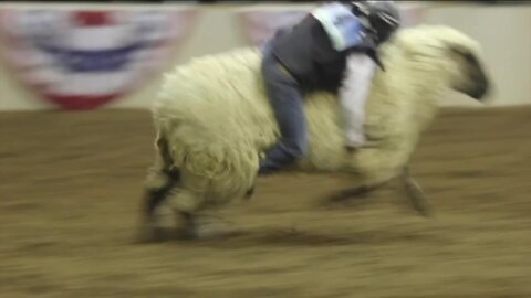 Mutton Bustin' returns to National Western Stock Show