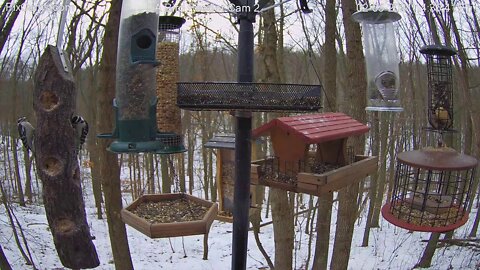 Downy Woodpecker Log Mirror