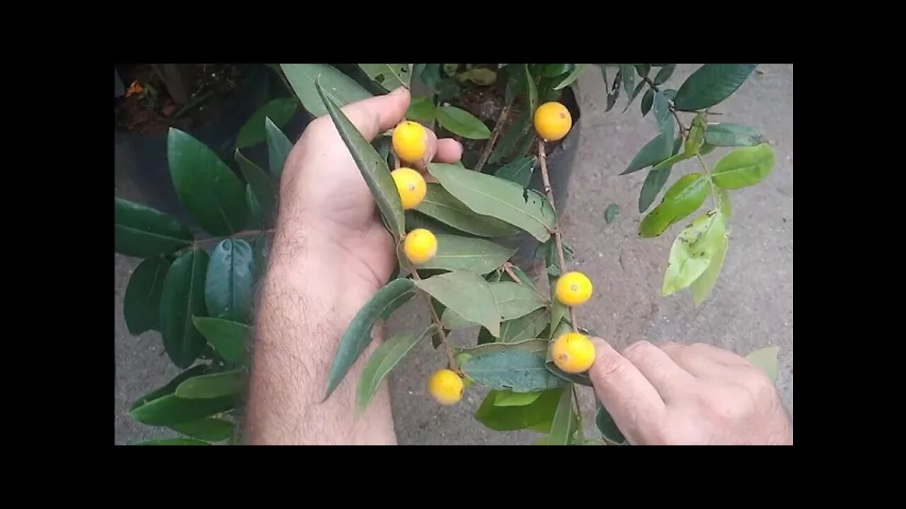 frutífera produzindo em vaso jabuticaba amarela (cabeludinha) Sabará híbrida gabiroba Cambucá gabir.