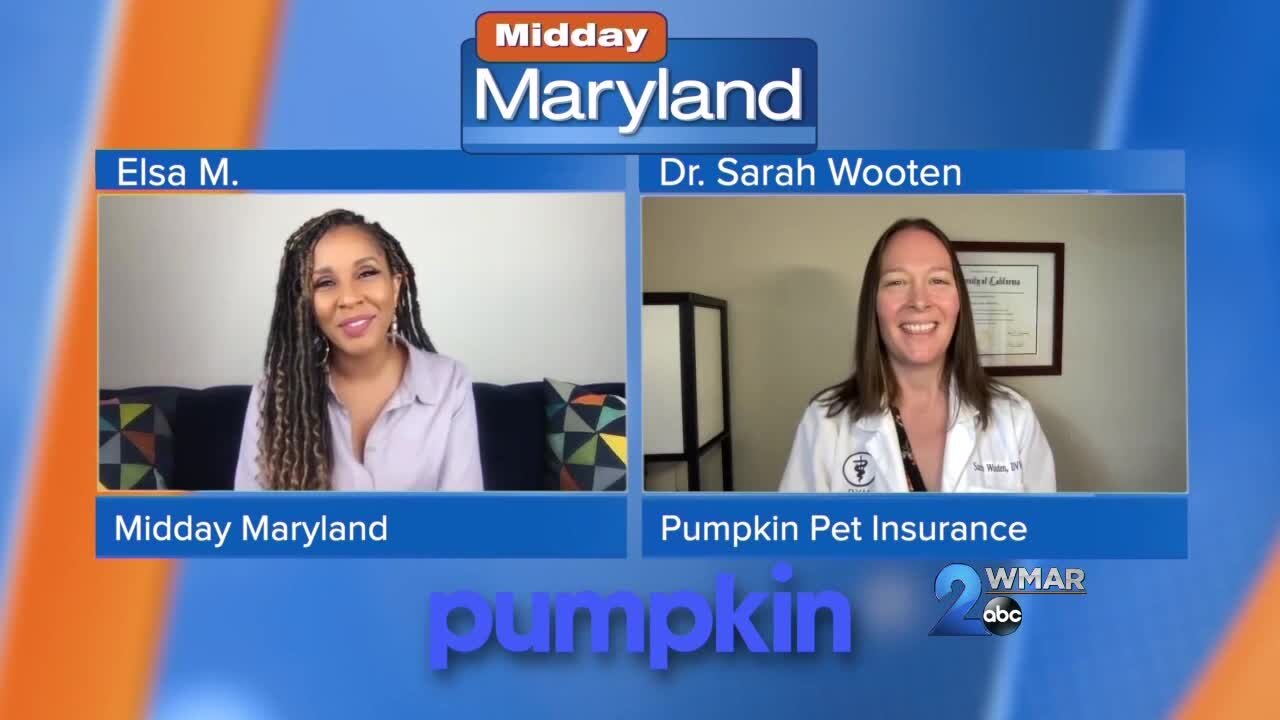 Pumpkin Pet Insurance - Pet Anxiety